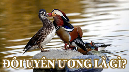đôi uyên ương là gì?
